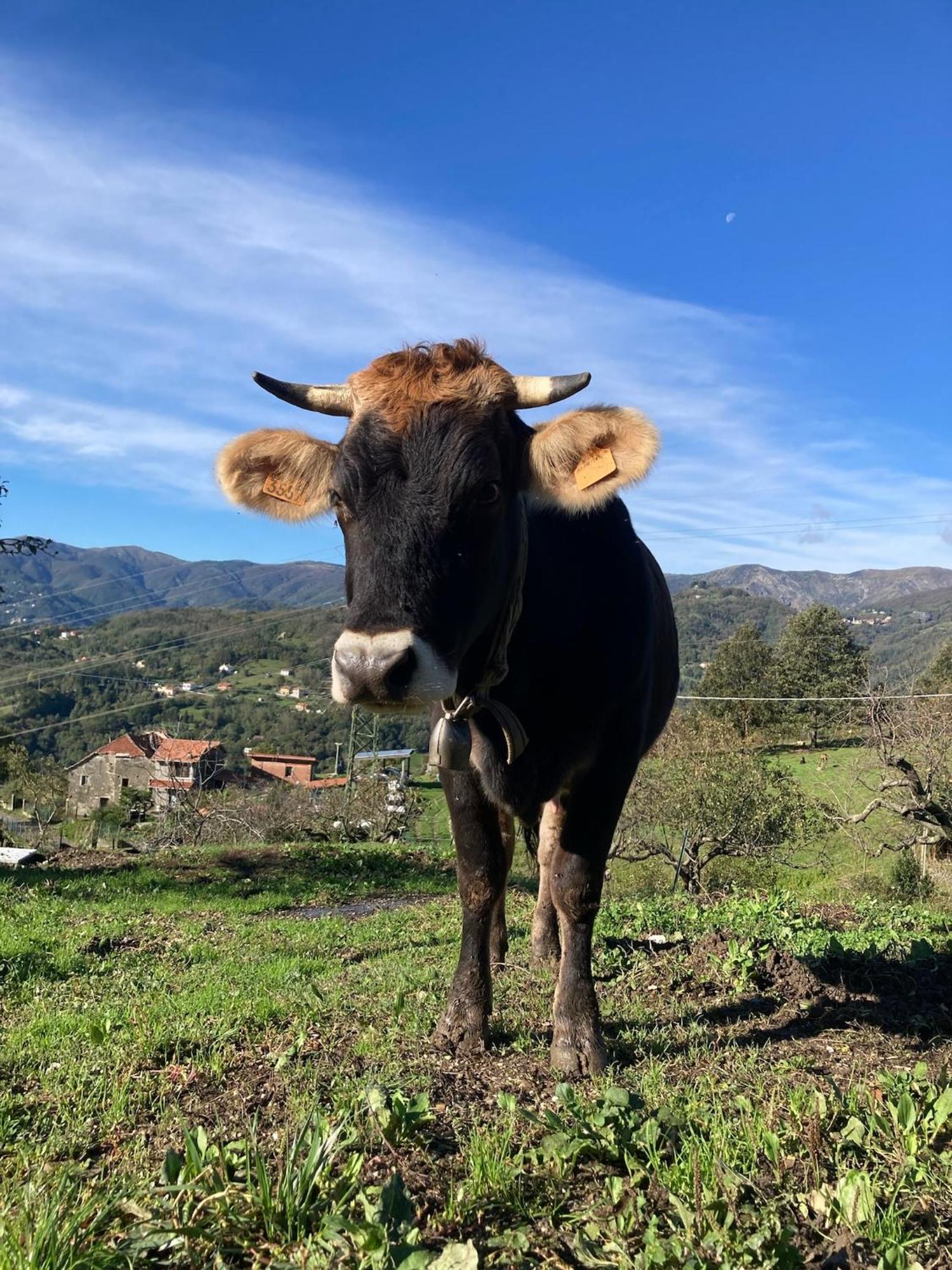 Agriturismo Terra E Cielo Serra Ricco Экстерьер фото